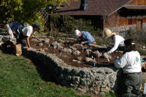 Planting bulb bed. Photo by Stephen W Edwards