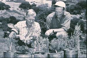 Garden Founder James Roof, on right, tends bristlecone pine seedlings in 1949. Photo courtesy of East Bay Regional Parks District