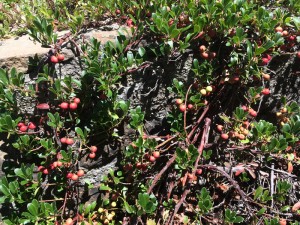 The species with the largest number of living accessions in the garden is Arctostaphylos uva-ursi.