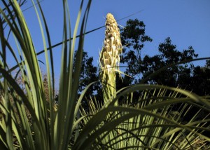 Giant Nolina begins blooming photo:Bart O'Brien