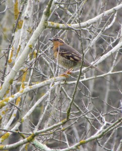 A Varied Thrush in an aspen tree Photo by Rosie Andrews