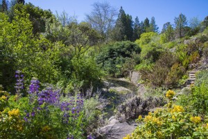 Lupine and barberry bloom along Wildcat Creek
