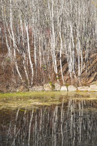 Quaking aspens (Populus tremuloides) reflected in the pond on a winter day