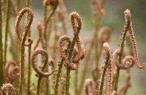 Western Sword Fern spring fronds unfolding Photo: ©Saxon Holt/Photo Botanic